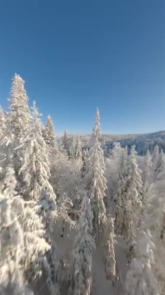 Vuelo Drones Cinematográficos Fpv Cerca Los Árboles Cubiertos Nieve Bosque — Vídeos de Stock