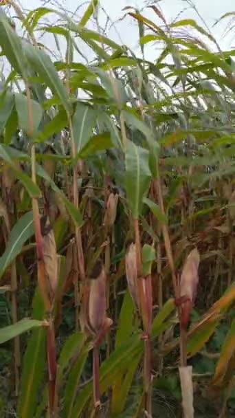 Zobrazení Uzavření Kukuřičného Pole — Stock video