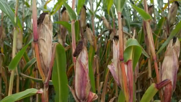 Corn Field Close View — Stok Video