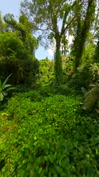 Vlucht Door Het Weelderige Tropische Regenwoud Thailand — Stockvideo
