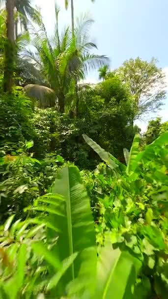 タイの緑豊かな熱帯雨林を通るフライト — ストック動画