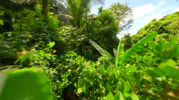 Полет Через Пышные Тропические Леса Таиланде — стоковое видео