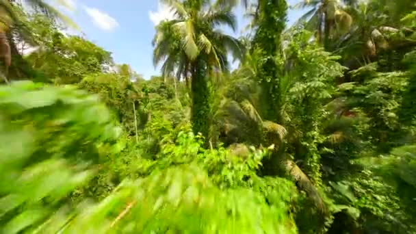 Vol Travers Forêt Tropicale Luxuriante Thaïlande — Video
