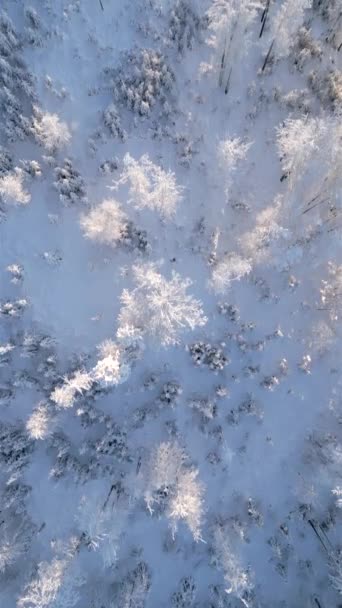 Vista Superior Árboles Helados Bosque Invierno Congelado Día Soleado — Vídeos de Stock