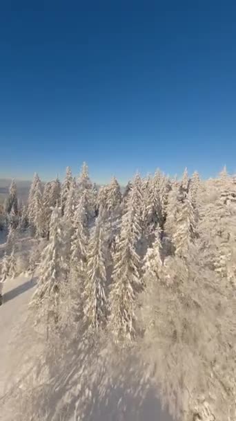 Беспилотник Fpv Летит Рядом Морозными Деревьями Зимнем Горном Лесу Солнечный — стоковое видео