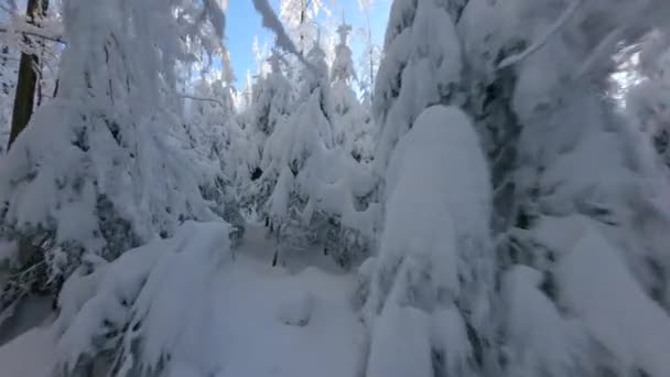 Úžasný Fpv Drone Let Mezi Zasněženými Zimními Stromy Mrazivém Horském — Stock video