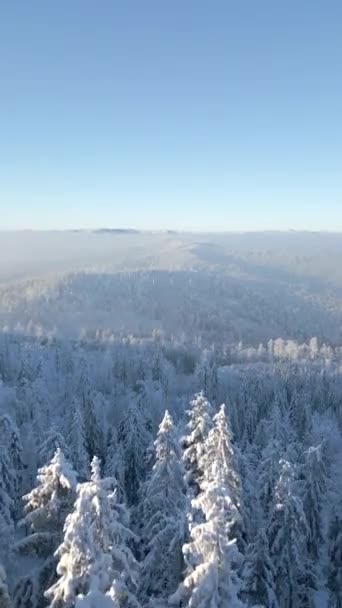Beautiful Frosty Mountain Forest Landscape High — Stock Video