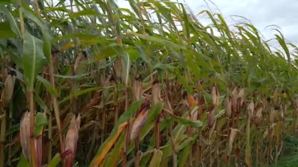 Corn Field Close View — Stock Video