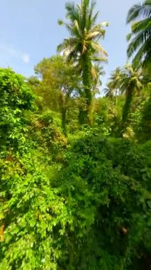 Tayland 'da güneşli bir günde yemyeşil tropikal yağmur ormanlarında uçmak.