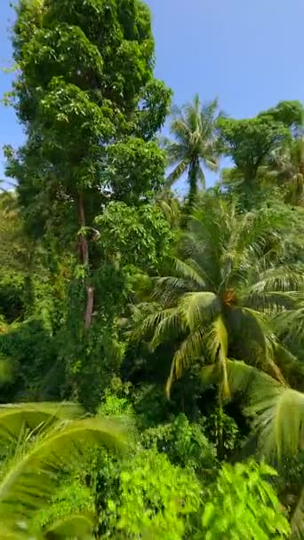 Flight Lush Tropical Rainforest Sunny Day Thailand — Stock Video