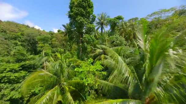 태국의 무성한 우림을 — 비디오