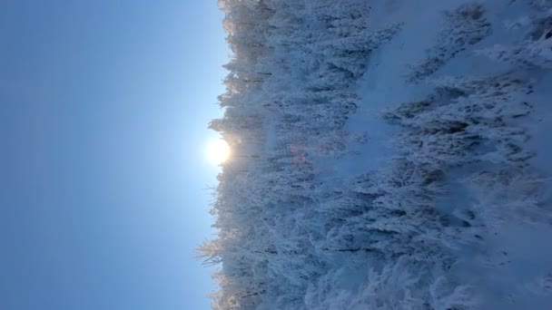 Beautiful Snowy Trees Frosty Mountain Forest — Stock Video