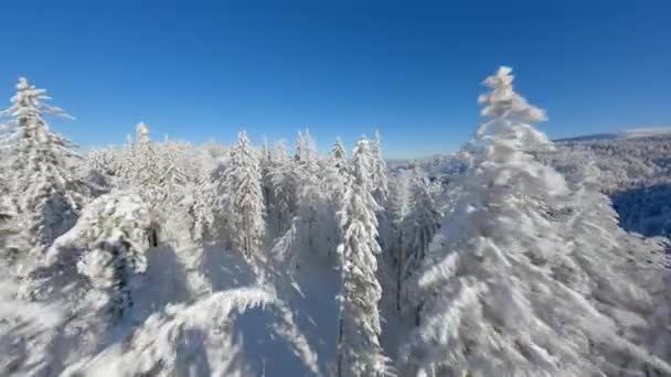 Schöne Schneebedeckte Bäume Frostigen Bergwald — Stockvideo
