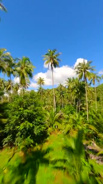 Fpv Drone Flying Lush Tropical Rainforest Close Towering Trees Palm — Stock Video