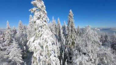 Dağlardaki peri masalı kış ormanlarında karla kaplı ağaçların arasında FPV uçuşu inanılmaz..
