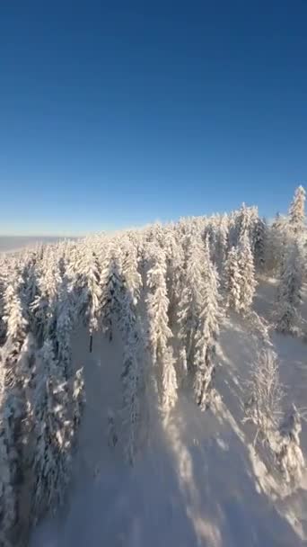 Geweldige Fpv Drone Vlucht Tussen Besneeuwde Bomen Een Sprookjesachtig Winterbos — Stockvideo