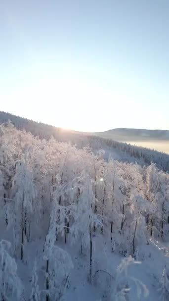 Вид Воздуха Снежные Деревья Морозном Горном Лесу Восходе Солнца — стоковое видео