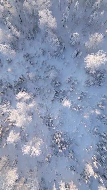 Top Kilátás Gyönyörű Fagyos Fák Egy Fagyos Téli Erdőben Egy — Stock videók