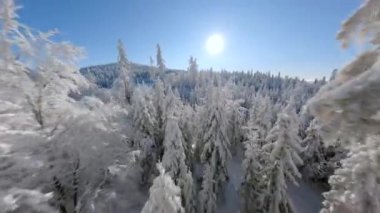 Güneşli bir günde, dağlardaki kış ormanlarında karla kaplı ağaçlara yakın bir yerde, sinematik FPV drone uçuşu..