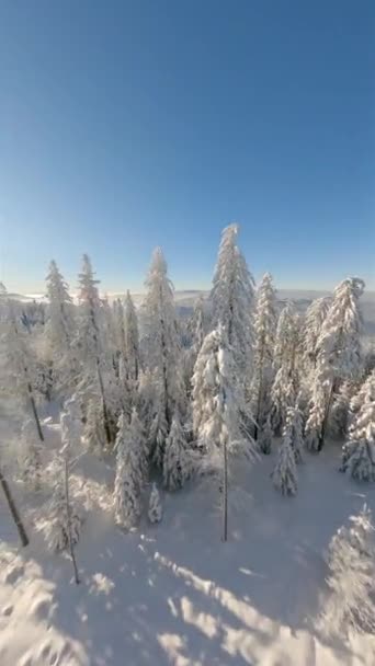 Κινηματογραφική Πτήση Fpv Drone Κοντά Στα Χιονισμένα Δέντρα Ένα Χειμερινό — Αρχείο Βίντεο