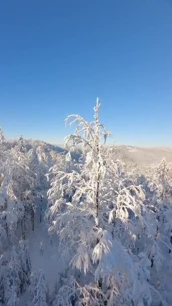 Kino Fpv Drone Let Blízkosti Zasněžených Stromů Zimním Lese Horách — Stock video