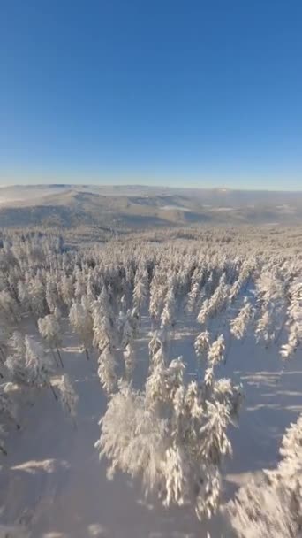 Aerial View Snow Covered Trees Winter Forest Mountains Sunny Day — Stock Video