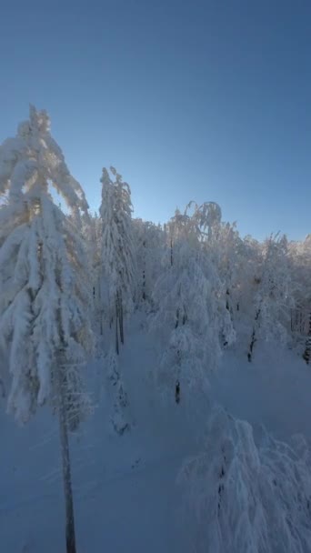 Piękne Śnieżne Drzewa Mroźnym Lesie Górskim Wschodzie Słońca — Wideo stockowe