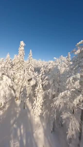 Film Fpv Drone Vlucht Dicht Bij Besneeuwde Bomen Een Winterbos — Stockvideo