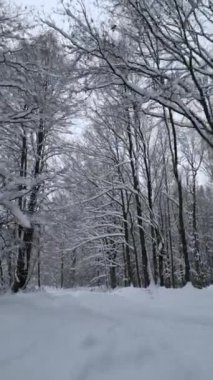 Soğuk karlı bir kış ormanında yumuşak bir uçuş.