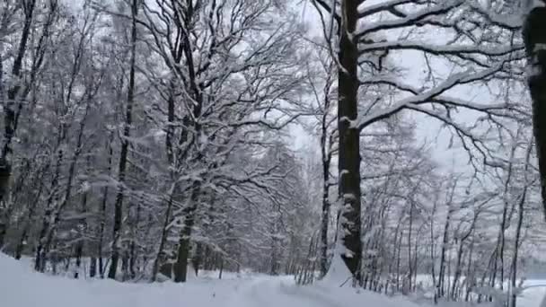 在寒冷多雪的冬季森林中顺利飞行 — 图库视频影像
