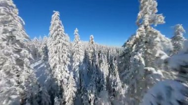 Güneşli bir günde, kış dağı ormanlarında karla kaplı ağaçların yakınındaki sinematik FPV insansız hava aracı uçuşu..