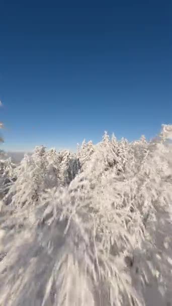 Fpv Drone Volo Cinematografico Vicino Agli Alberi Innevati Una Foresta — Video Stock