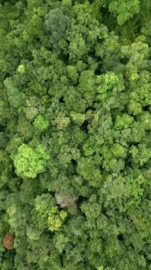 Tayland 'da yoğun bir tropikal yağmur ormanının üst görüntüsü.