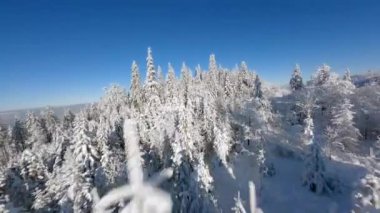 Güneşli bir günde, kış dağı ormanlarında karla kaplı ağaçların yakınındaki sinematik FPV insansız hava aracı uçuşu..