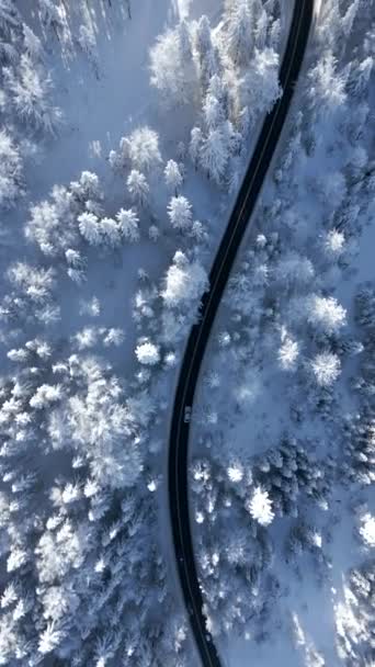 冬の雪山の森を駆け抜ける車のトップビュー — ストック動画