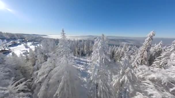 Voo Drone Fpv Cinematográfico Perto Das Árvores Cobertas Neve Uma — Vídeo de Stock