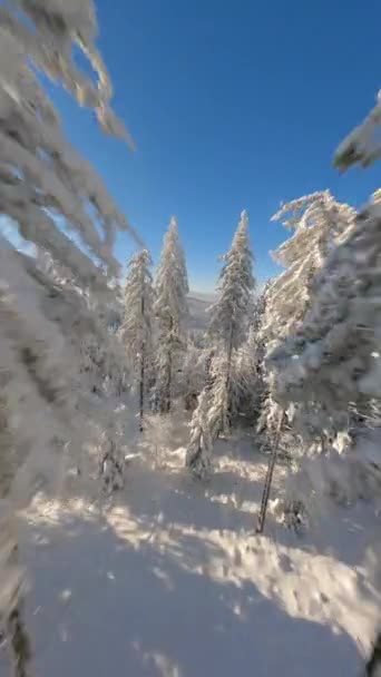 Film Fpv Drone Vlucht Dicht Bij Besneeuwde Bomen Een Winter — Stockvideo