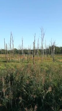 Issız bir bölgede kuru ağaçlar..
