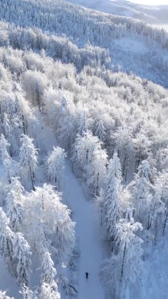 在多雪的山林中滑雪运动的空中景象 — 图库视频影像