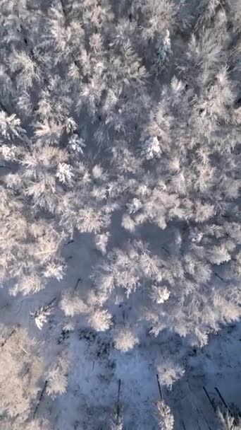 Κάτοψη Των Όμορφων Παγωμένων Δέντρων Ένα Παγωμένο Δάσος Του Χειμώνα — Αρχείο Βίντεο
