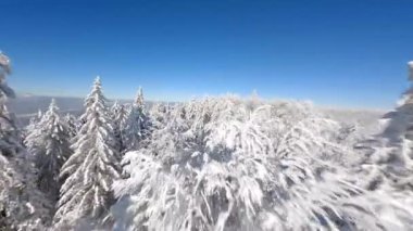 Güneşli bir günde, güzel karlı dağ ormanlarında FPV insansız hava aracı uçuşu..