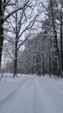 Soğuk bir kış ormanında karlı yolda yumuşak bir uçuş..