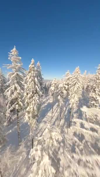 Cinematische Fpv Drone Vlucht Prachtig Besneeuwd Bergwoud Een Zonnige Dag — Stockvideo