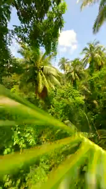 Płynny Lot Fpv Przez Bujny Tropikalny Las Deszczowy Tajlandii — Wideo stockowe