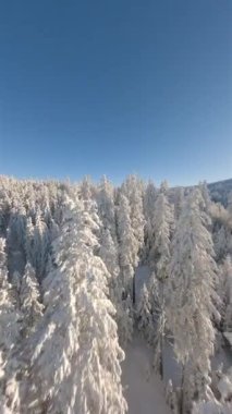 Güneşli bir günde, güzel karlı dağ ormanlarında FPV insansız hava aracı uçuşu..