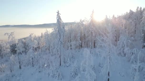 Bela Paisagem Nascer Sol Sobre Floresta Montanha Coberta Neve — Vídeo de Stock
