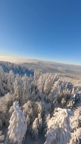 Voo Drone Fpv Cinematográfico Sobre Bela Floresta Montanha Nevada Dia — Vídeo de Stock
