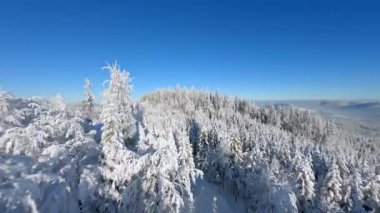 Güneşli bir günde, güzel karlı dağ ormanlarında FPV insansız hava aracı uçuşu..
