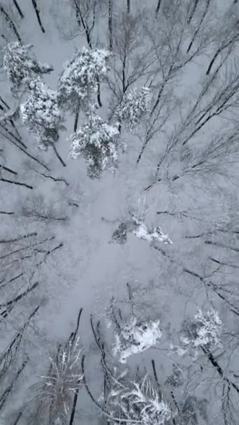 Soğuk Karanlık Kış Ormanlarının Üst Manzarası — Stok video