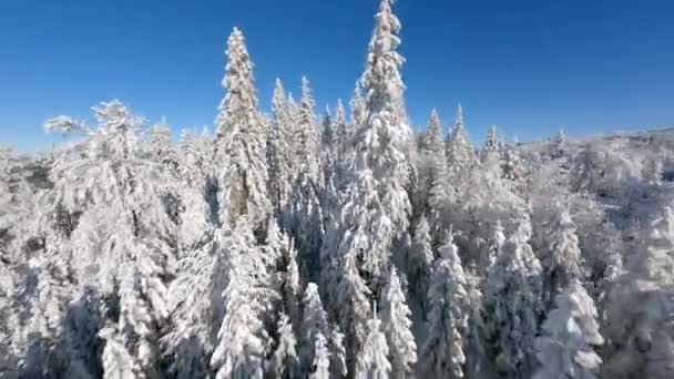 晴れた日の美しい山林で雪の木々の間のシネマティックFpvドローン飛行 — ストック動画